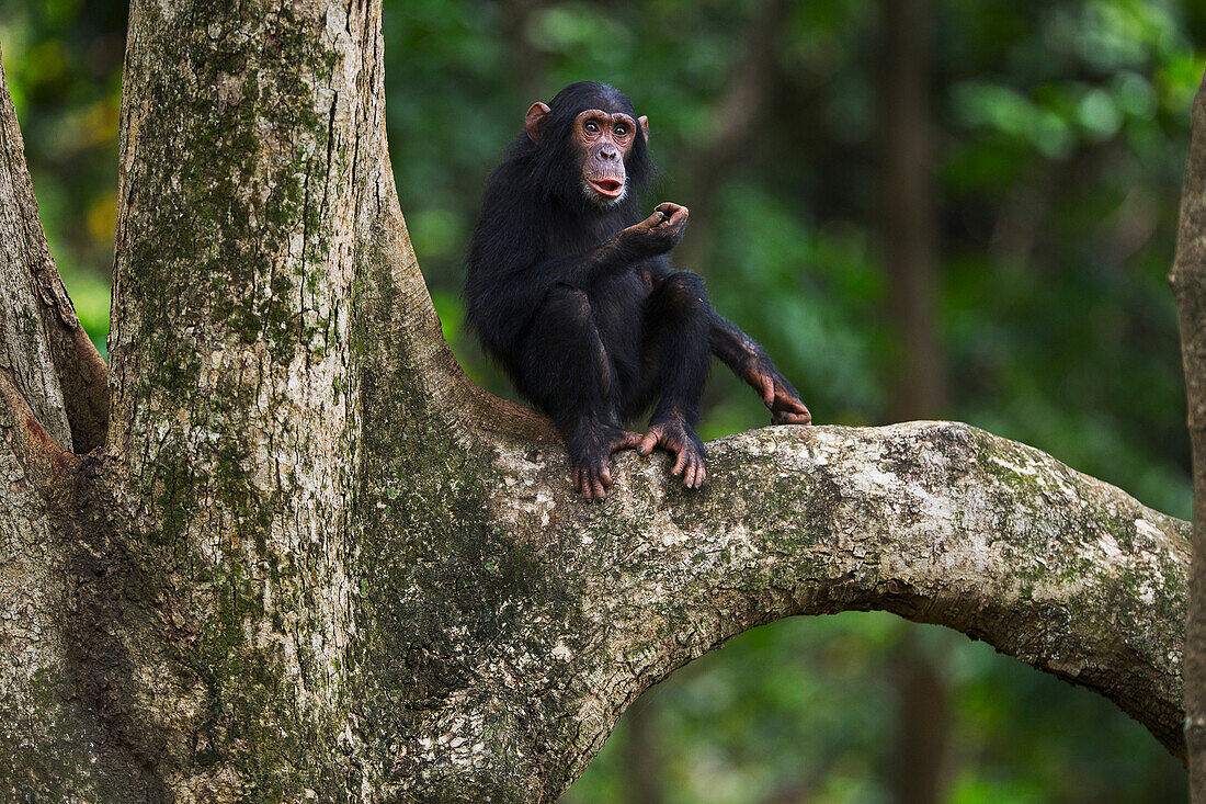 Eastern Chimpanzee (Pan troglodytes schweinfurthii) young female, five years old, in tree, Gombe National Park, Tanzania