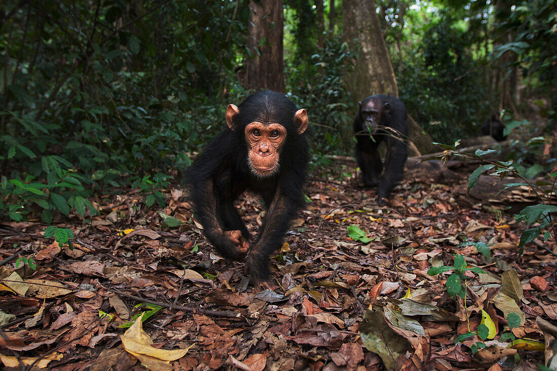 Eastern Chimpanzee (Pan troglodytes schweinfurthii) young male, three years old, being followed by his nineteen year old mother, Gombe National Park, Tanzania