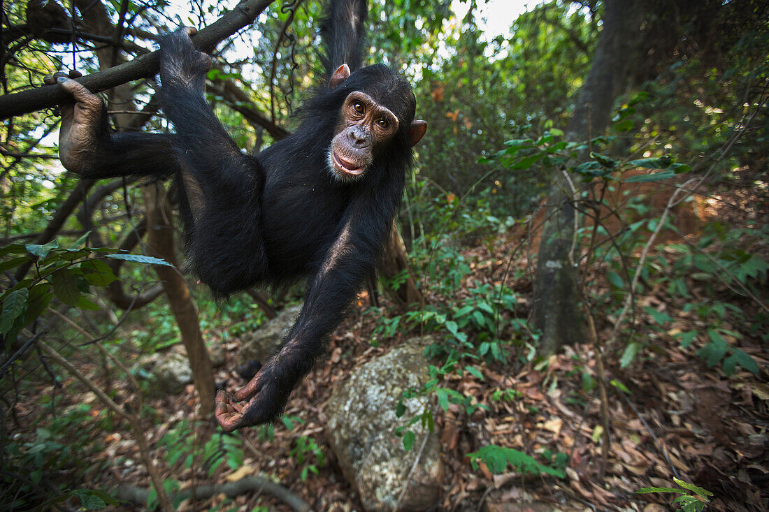 Eastern Chimpanzee (Pan troglodytes schweinfurthii) young female, five years old, swinging in tree, Gombe National Park, Tanzania