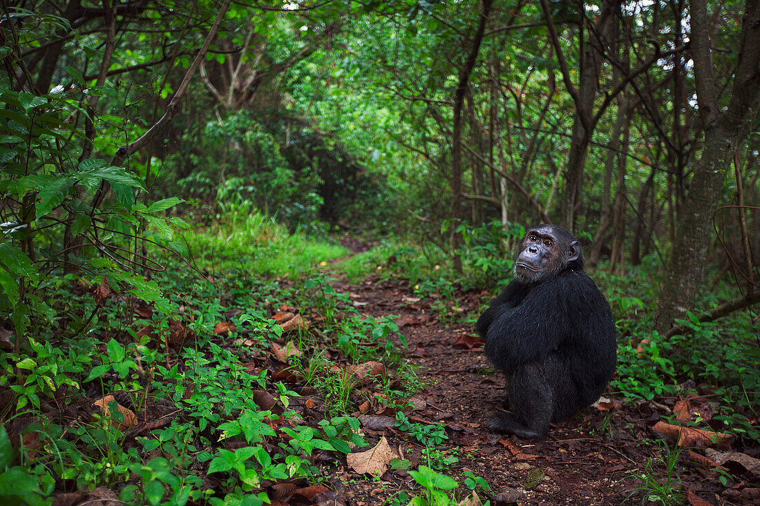 Eastern Chimpanzee (Pan troglodytes schweinfurthii) male, twenty-three years old, in rainforest, Gombe National Park, Tanzania