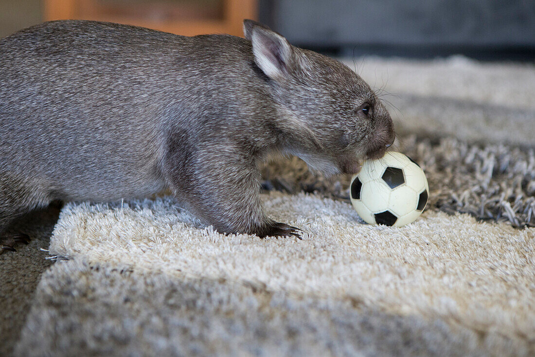 Common Wombat (Vombatus ursinus) seven month old orphaned joey playing with ball in foster home, Bonorong Wildlife Sanctuary, Tasmania, Australia