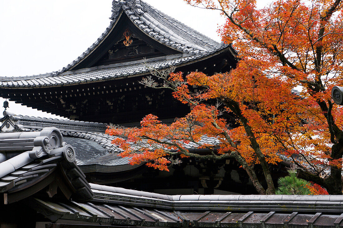 Japanese Maple (Acer palmatum) tree in fall at temple, Kyoto, Japan