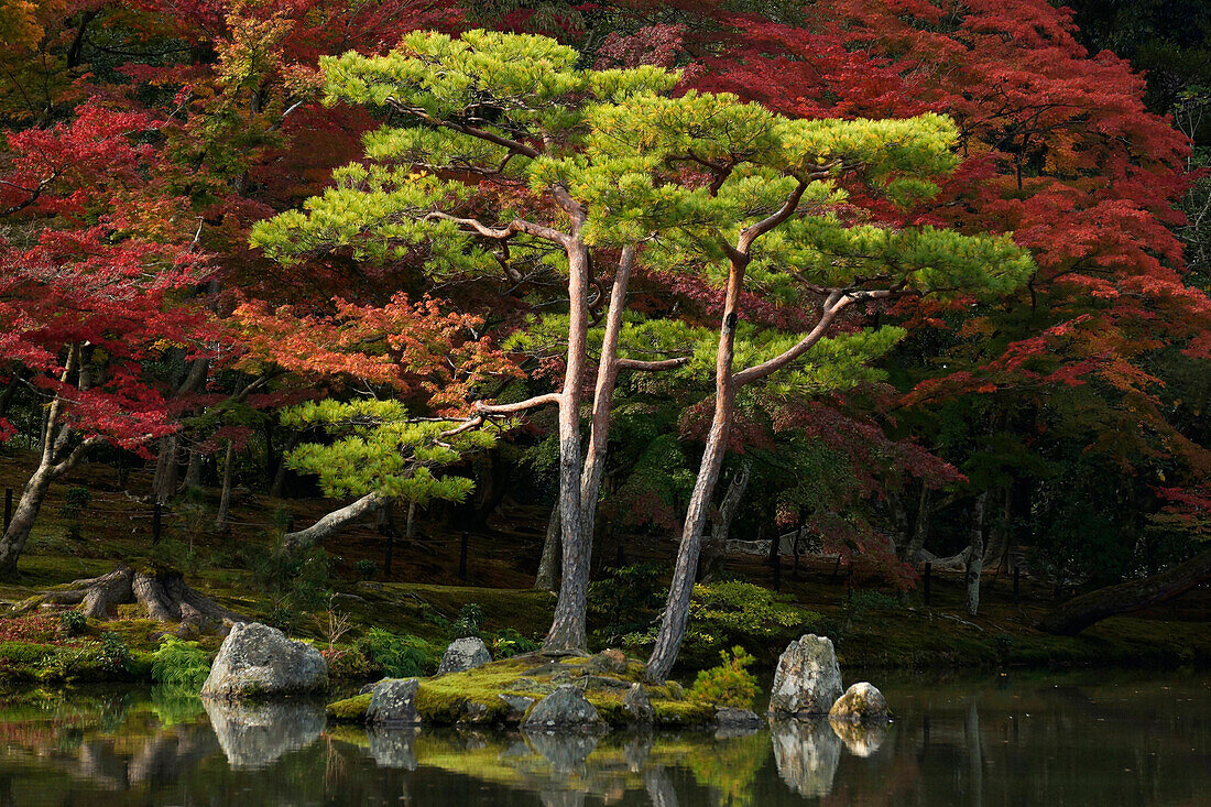 Japanese Maple (Acer palmatum) trees with conifers in fall, Kyoto, Japan
