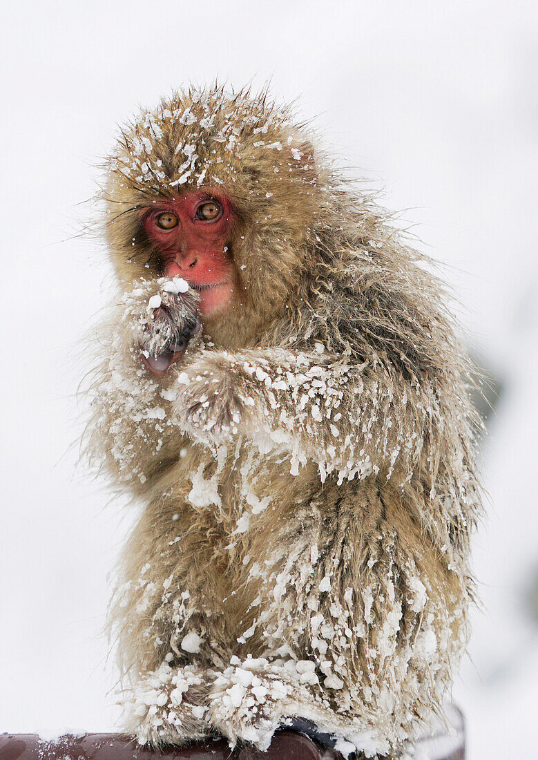 Japanese Macaque (Macaca fuscata) young, Jigokudani, Japan