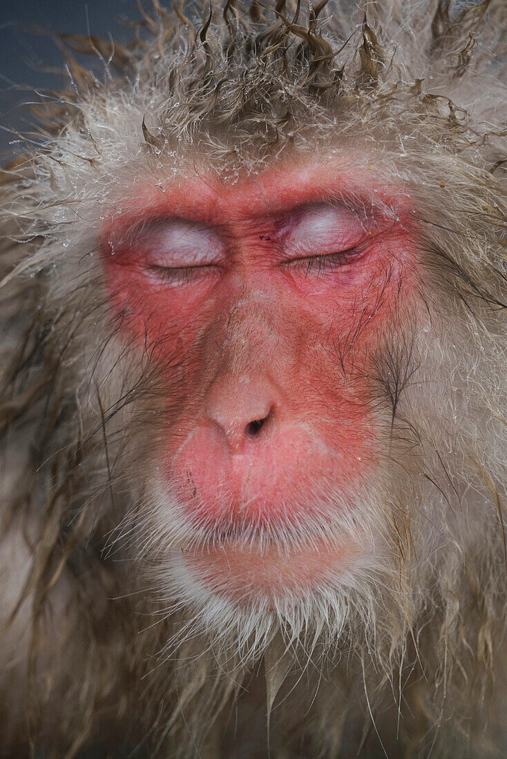 Japanese Macaque (Macaca fuscata) sleeping, Jigokudani, Japan