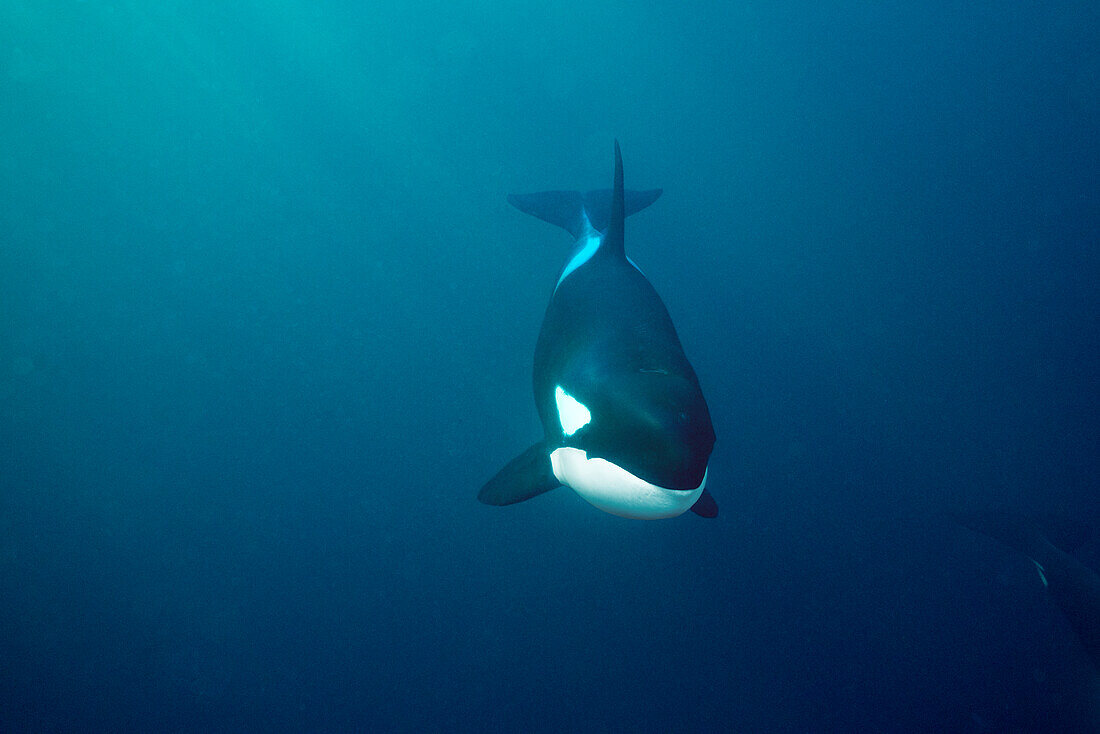 Orca (Orcinus orca), Senja Fjord, Norway