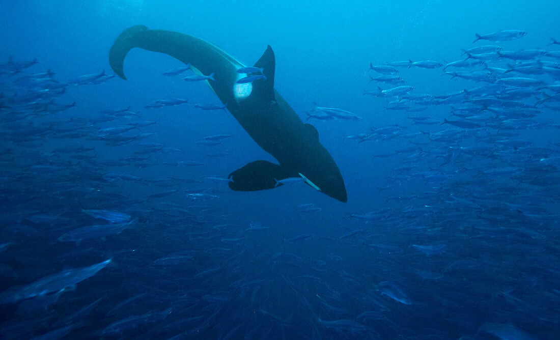 Orca (Orcinus orca) hunting Atlantic Herring (Clupea harengus) school, Senja Fjord, Norway