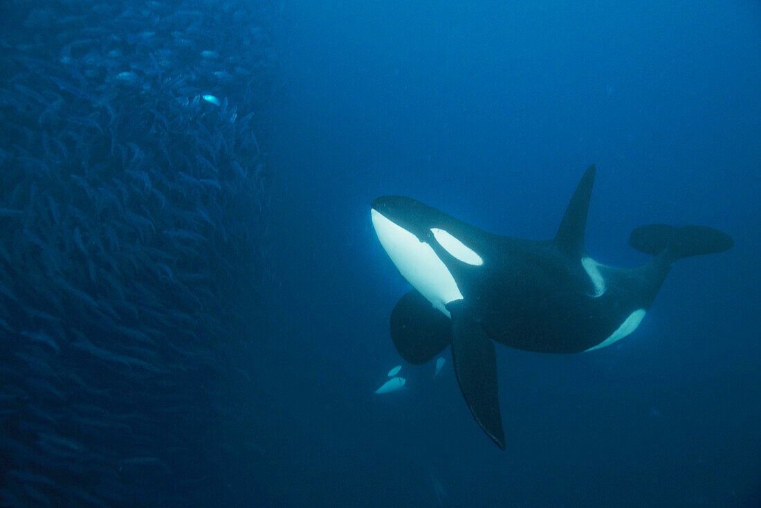 Orca (Orcinus orca) pair cooperatively hunting Atlantic Herring (Clupea harengus) school, Senja Fjord, Norway