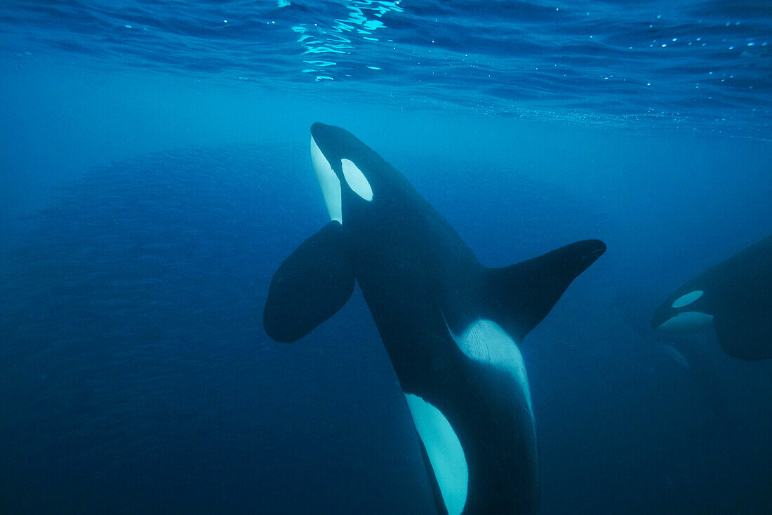 Orca (Orcinus orca) pair cooperatively hunting Atlantic Herring (Clupea harengus) school, Senja Fjord, Norway