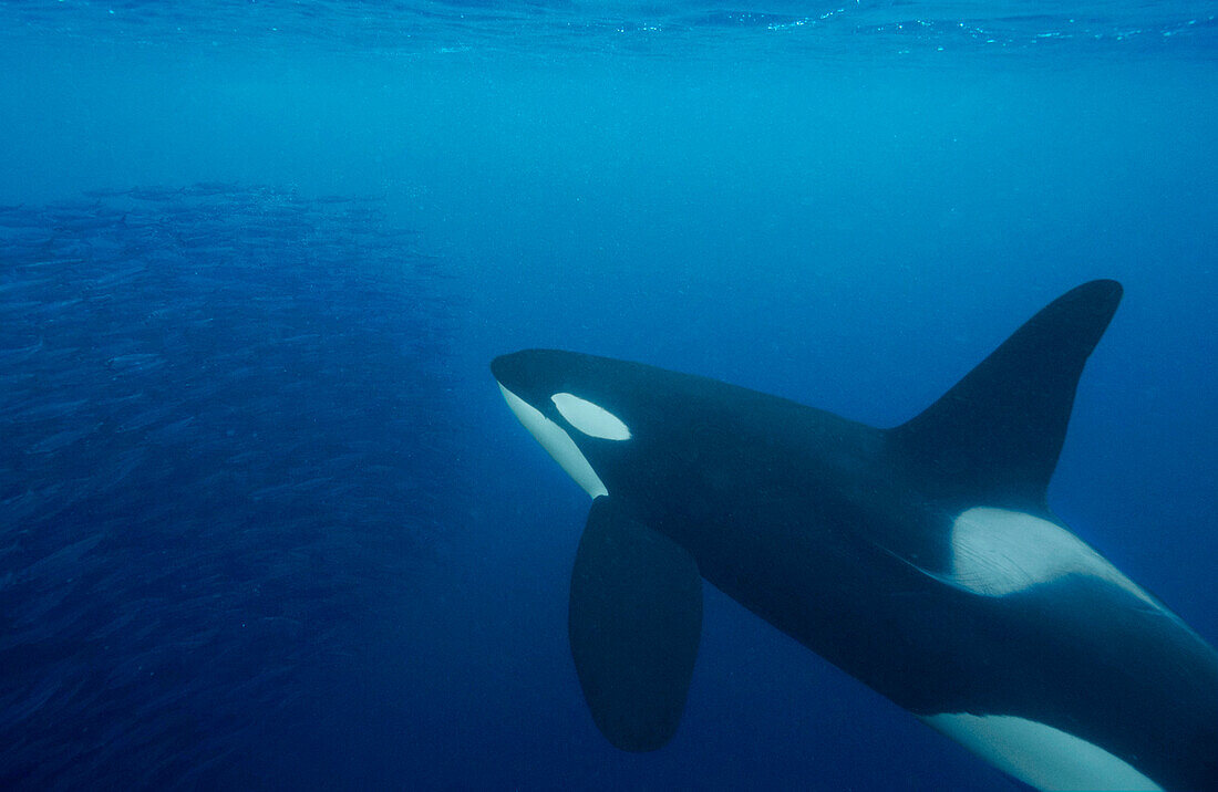 Orca (Orcinus orca) hunting Atlantic Herring (Clupea harengus) school, Senja Fjord, Norway