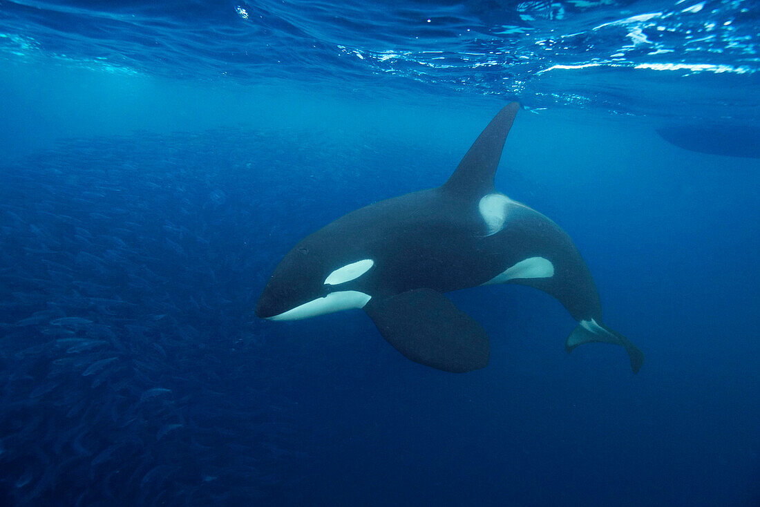 Orca (Orcinus orca) hunting Atlantic Herring (Clupea harengus) school, Senja Fjord, Norway