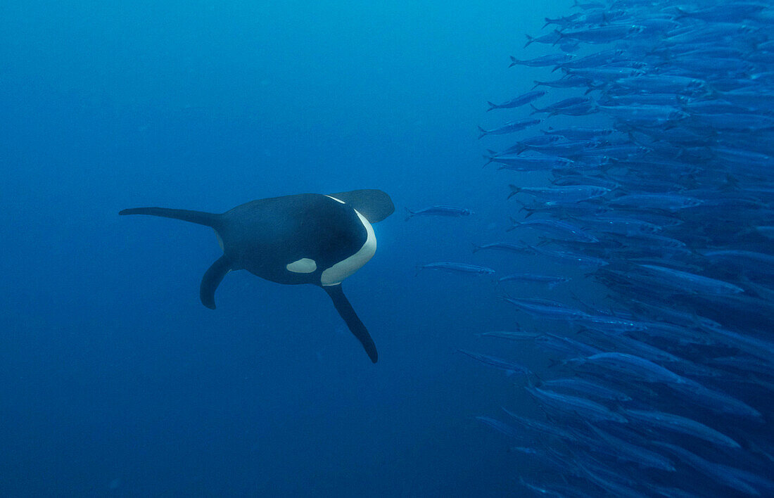 Orca (Orcinus orca) hunting Atlantic Herring (Clupea harengus) school, Senja Fjord, Norway