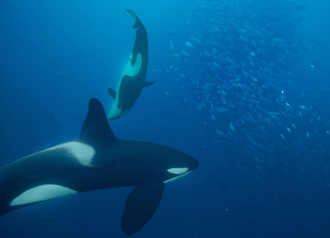 Orca (Orcinus orca) pair cooperatively hunting Atlantic Herring (Clupea harengus) school, Senja Fjord, Norway