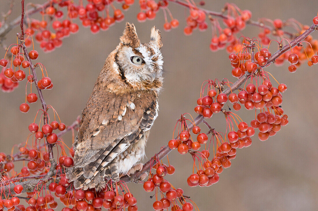 Eastern Screech Owl (Megascops asio) with berries, Howell Nature Center, Michigan