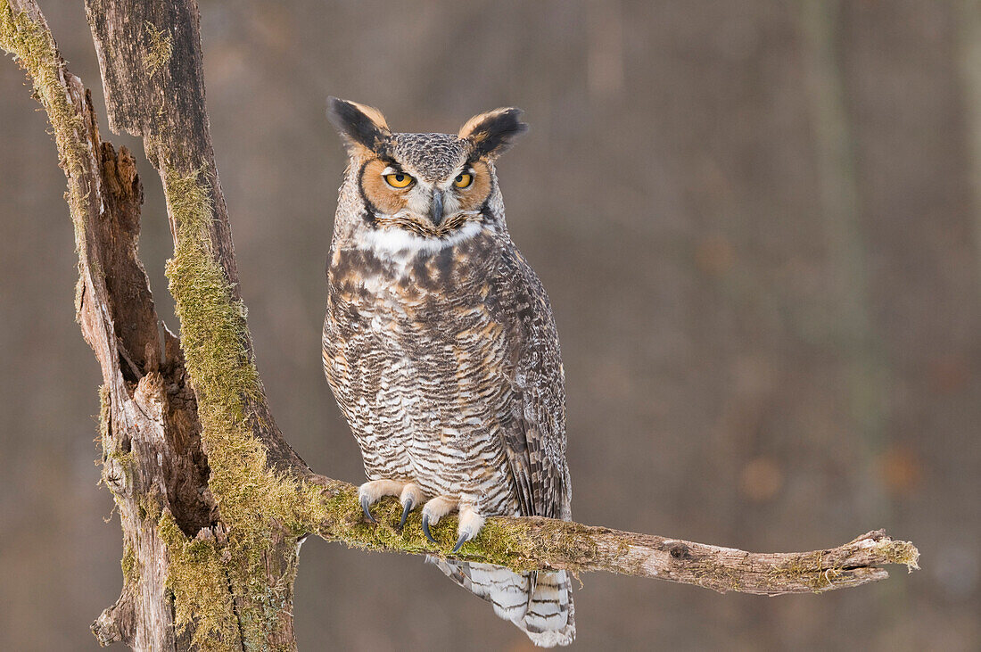 Great Horned Owl (Bubo virginianus), Howell Nature Center, Michigan