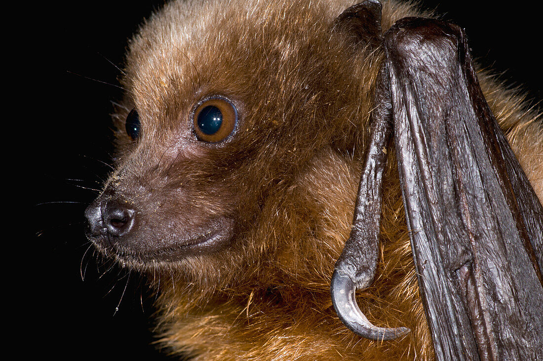 Rodrigues Flying Fox (Pteropus rodricensis), Organization for Bat Conservation, Michigan
