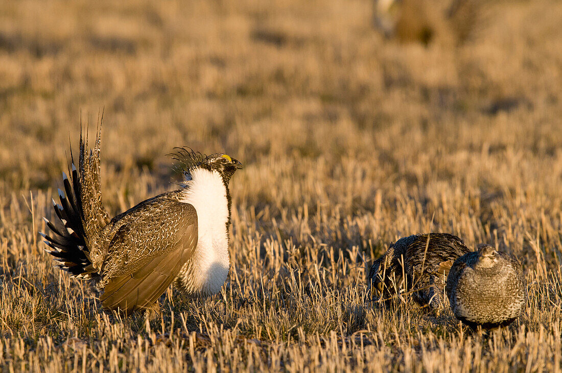 Sage Grouse (Centrocercus urophasianus) male courting females at lek, North Dakota