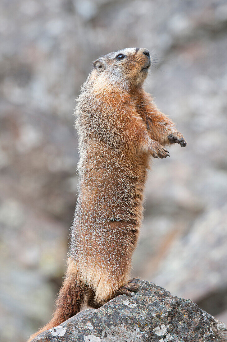 Yellow-bellied Marmot (Marmota flaviventris) on alert, Yellowstone National Park, Wyoming