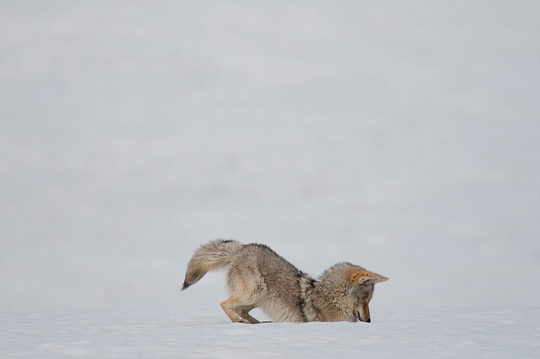 Coyote (Canis latrans) hunting in winter, Yellowstone National Park, Wyoming, sequence 5 of 5