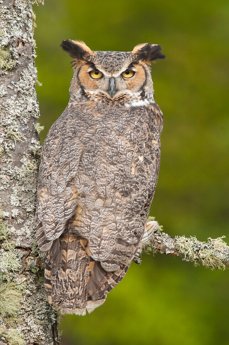 Great Horned Owl (Bubo virginianus), northern Michigan