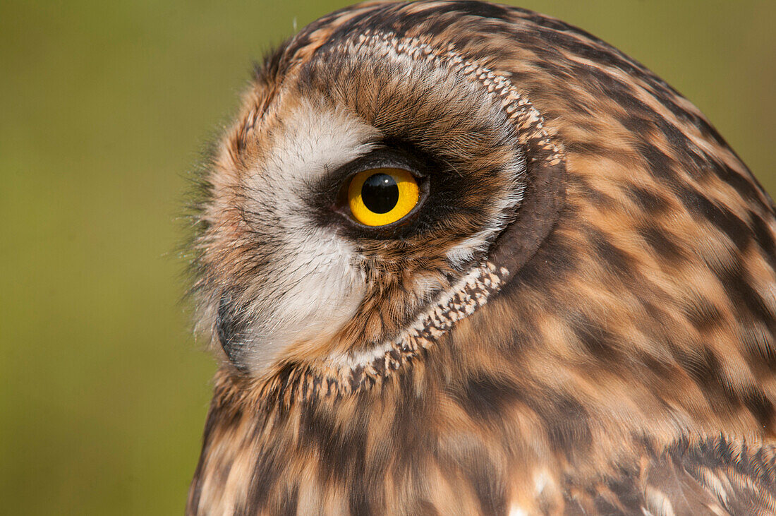Short-eared Owl (Asio flammeus), Howell Nature Center, Michigan