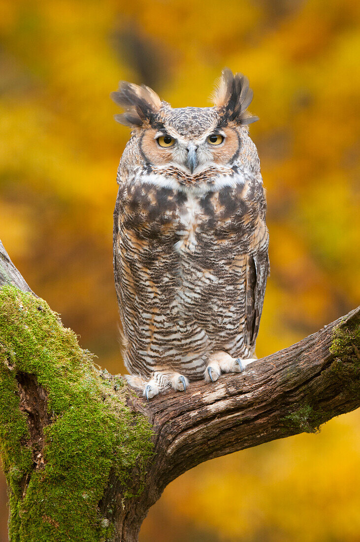 Great Horned Owl (Bubo virginianus), Howell Nature Center, Michigan
