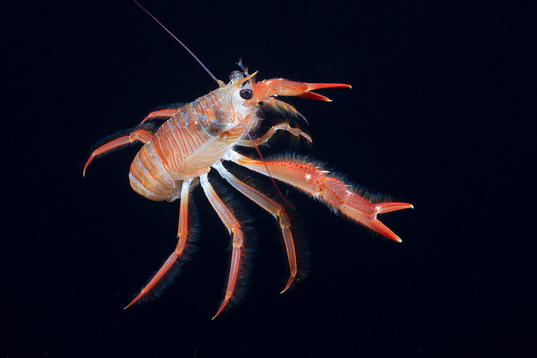Pelagic Red Crab (Pleuroncodes planipes), Nine Mile Bank, California