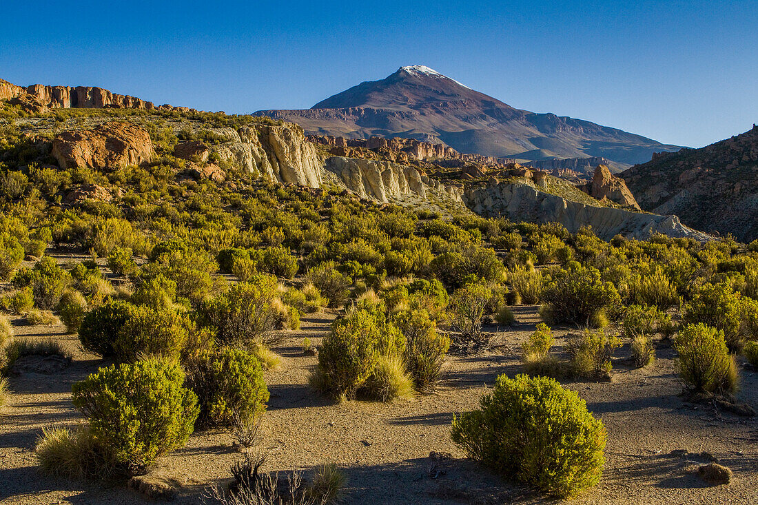 Dry puna, Abra Granada, Andes, northwestern Argentina