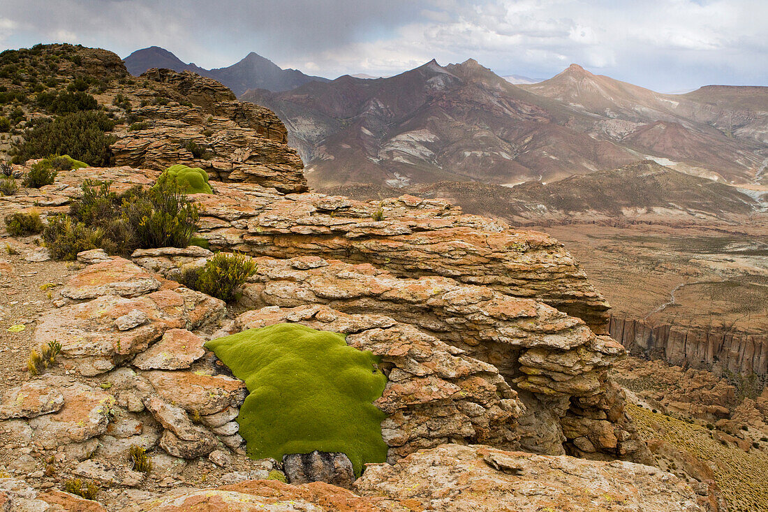 Yareta (Azorella compacta) cushion plants growing in rocks, Abra Granada, Andes, northwestern Argentina