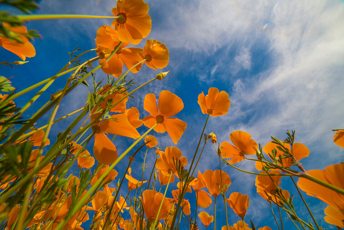 California Poppy (Eschscholzia californica) flowers in spring bloom, Lake Elsinore, California