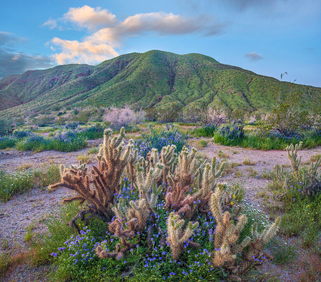 Desert Bluebell (Phacelia campanularia) flowers and Teddy Bear Cholla (Cylindropuntia bigelovii) cacti in spring, Anza-Borrego Desert State Park, California