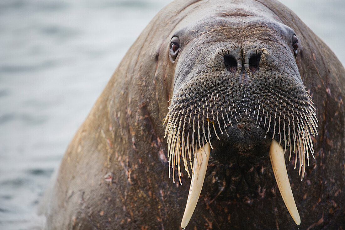 Walrus (Odobenus rosmarus), Svalbard, Norway