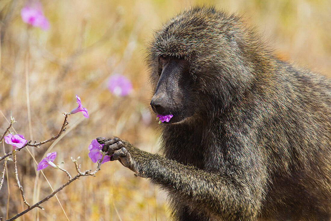 Olive Baboon (Papio anubis) feeding on flowers, Samburu-Isiolo Game Reserve, Kenya