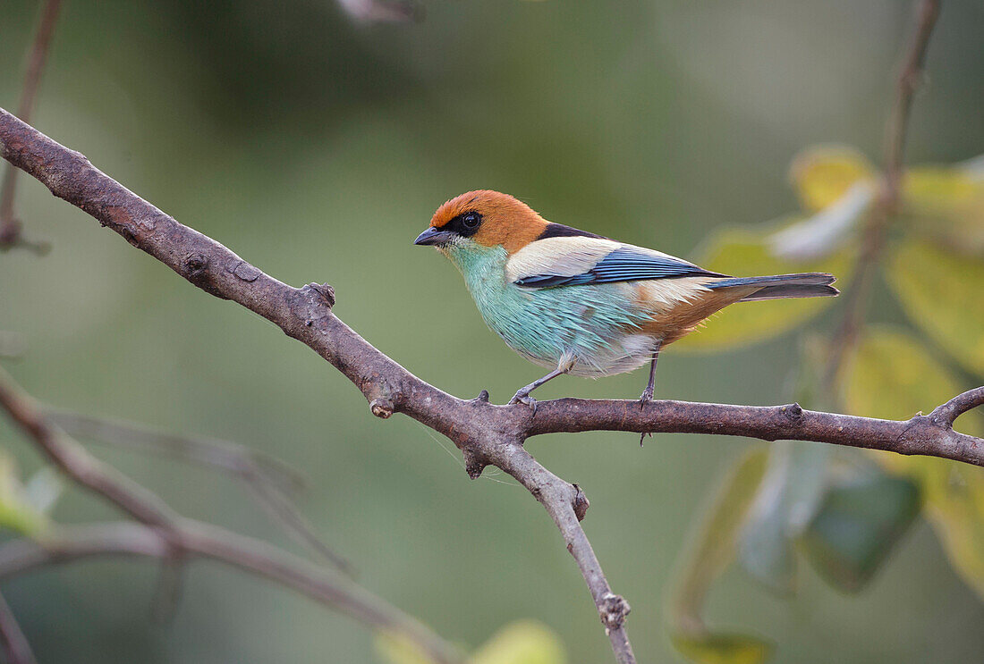 Black-backed Tanager (Tangara peruviana) male, Atlantic Rainforest, Brazil