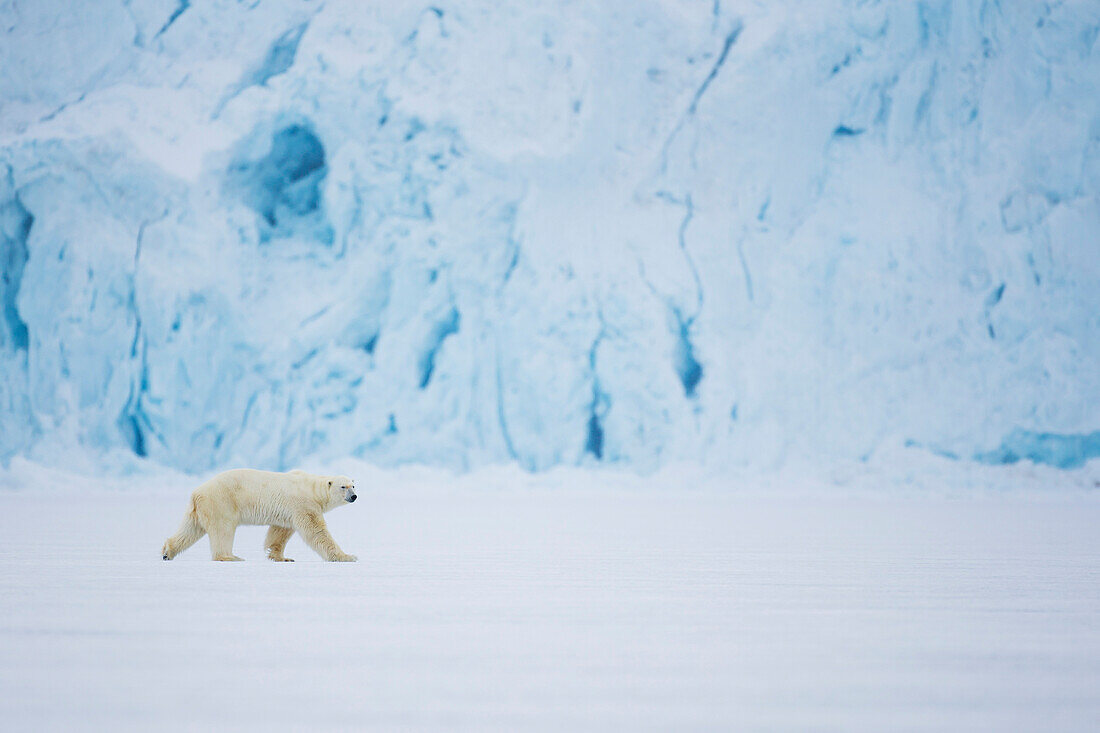 Polar Bear (Ursus maritimus) on ice in front of glacier, Spitsbergen, Svalbard, Norway