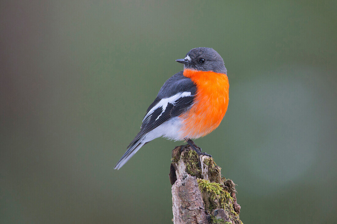 Flame Robin (Petroica phoenicea) male, Victoria, Australia