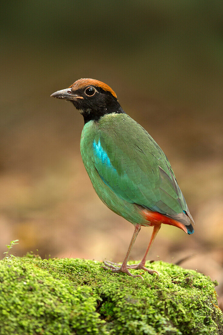 Hooded Pitta (Pitta sordida), Singapore