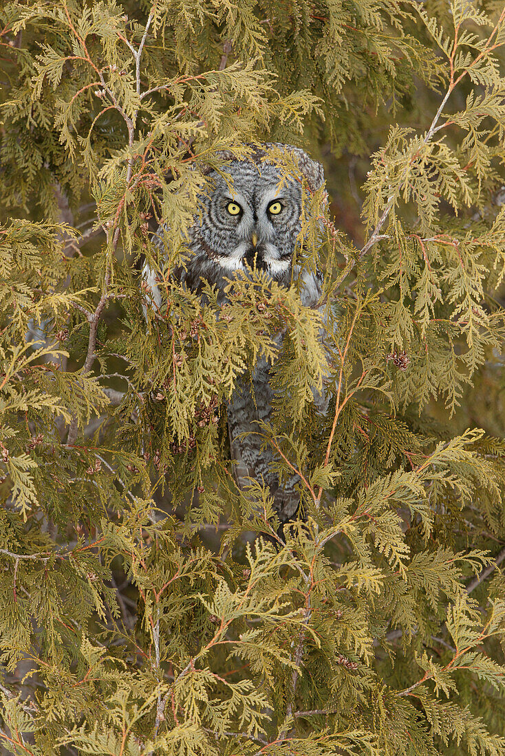 Great Gray Owl (Strix nebulosa), Quebec, Canada