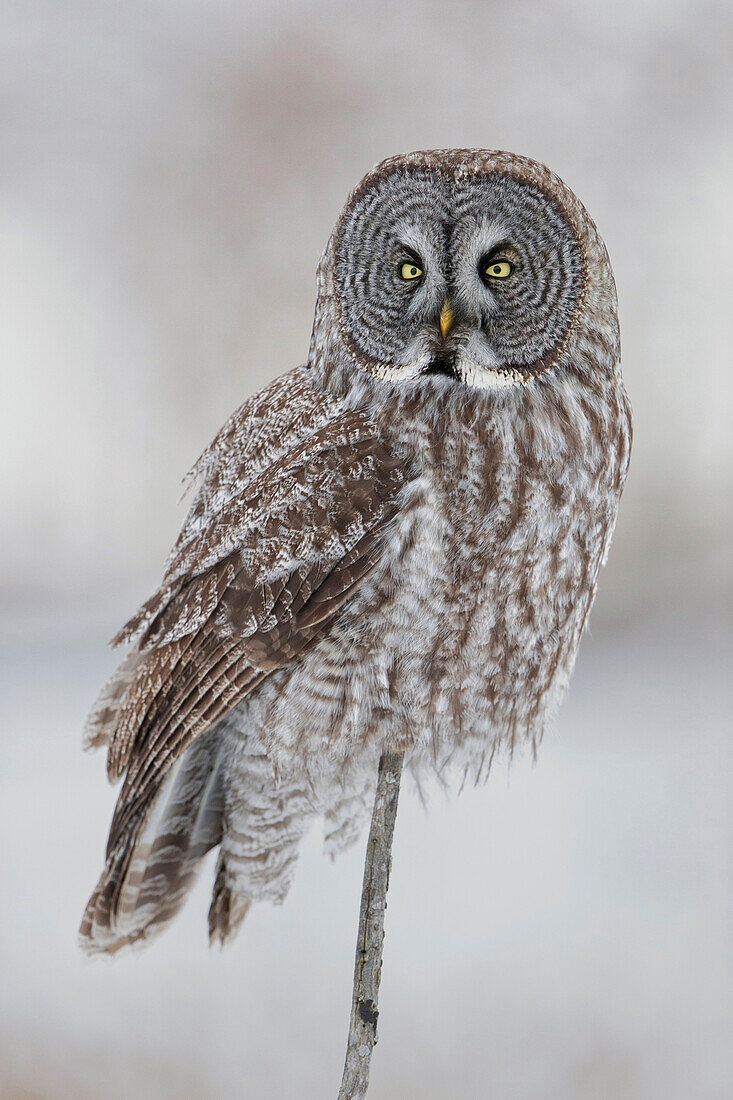 Great Gray Owl (Strix nebulosa), Quebec, Canada