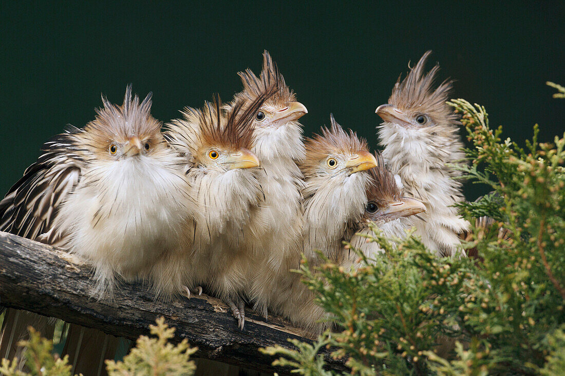 Guira Cuckoo (Guira guira) group huddled together, native to South America