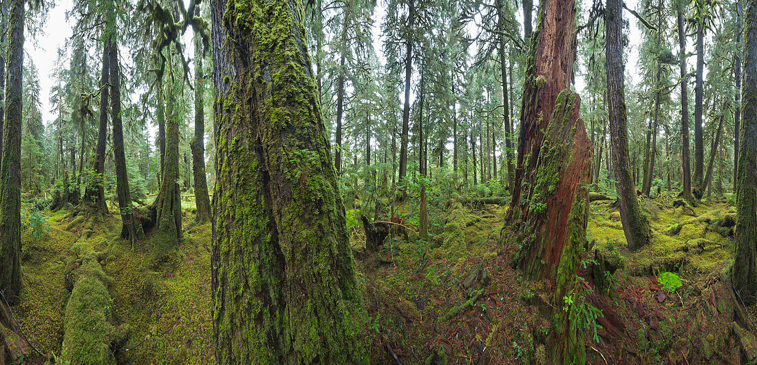 Old growth temperate rainforest, Government Bay, Morseby Island, Haida Gwaii, British Columbia, Canada