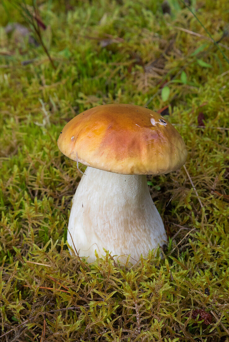 King Bolete (Boletus edulis) mushroom, Graham Island, Haida Gwaii, British Columbia, Canada