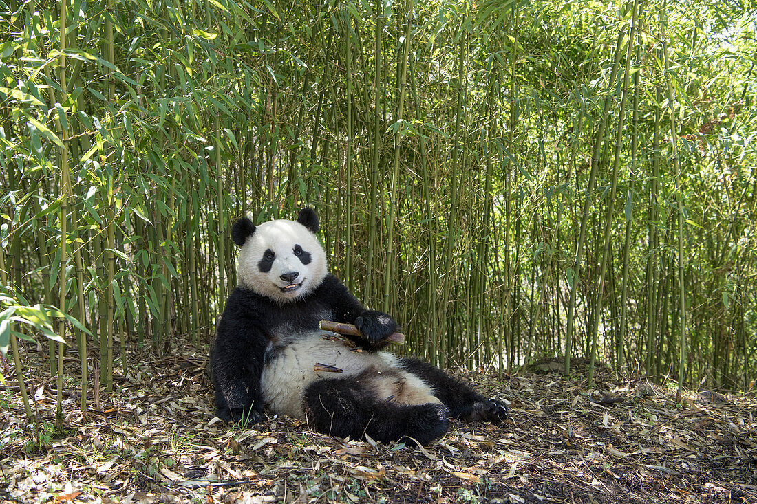 Giant Panda (Ailuropoda melanoleuca) feeding on bamboo, Wolong Nature Reserve, Sichuan, China