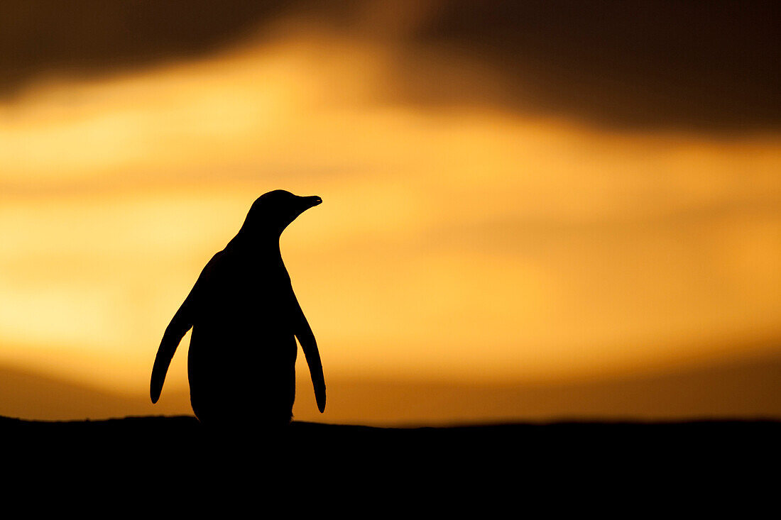 Gentoo Penguin (Pygoscelis papua) at sunset, Saunders Island, Falkland Islands