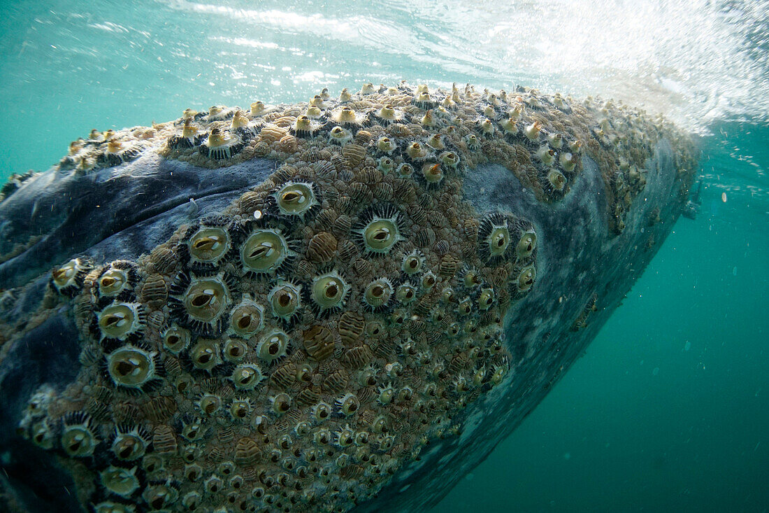 Gray Whale (Eschrichtius robustus) covered with barnacles, San Ignacio Lagoon, Baja California, Mexico