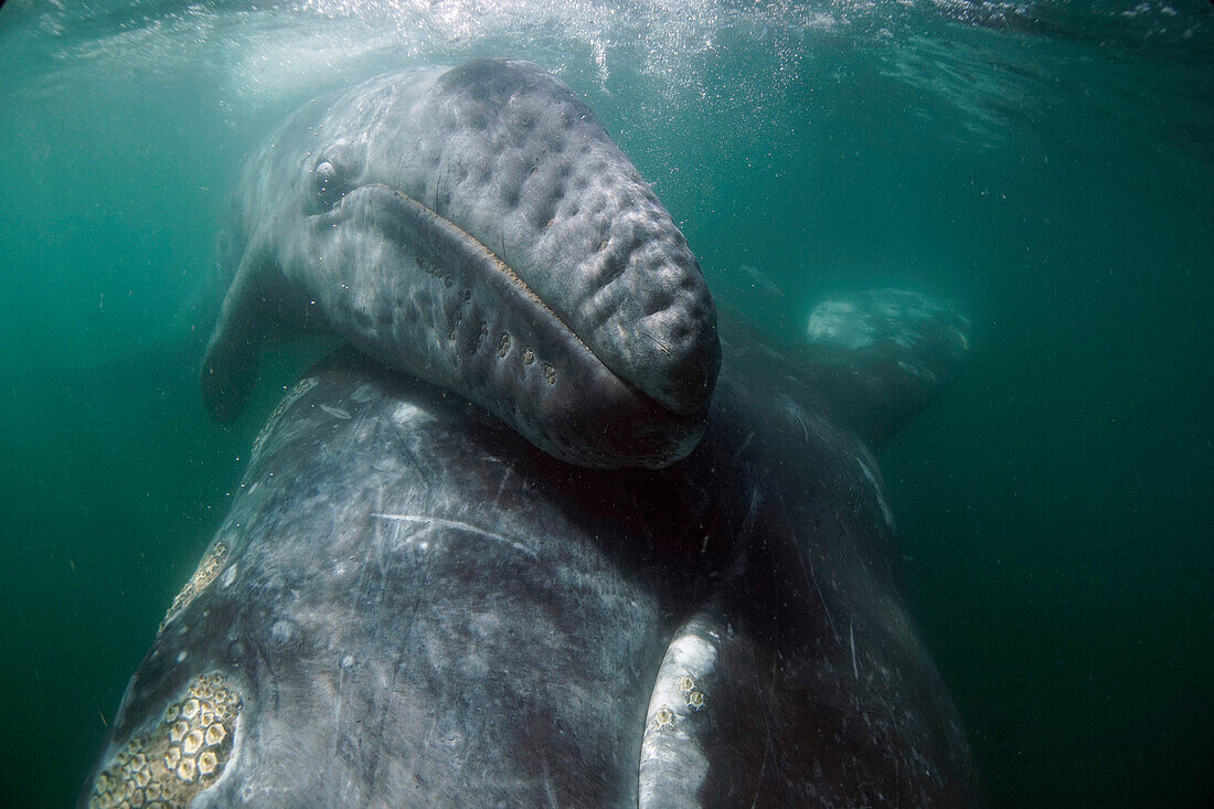 Gray Whale (Eschrichtius robustus) mother lifting calf to surface, San Ignacio Lagoon, Baja California, Mexico