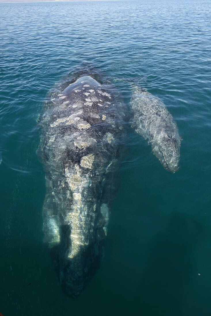 Gray Whale (Eschrichtius robustus) mother and calf at surface, San Ignacio Lagoon, Baja California, Mexico