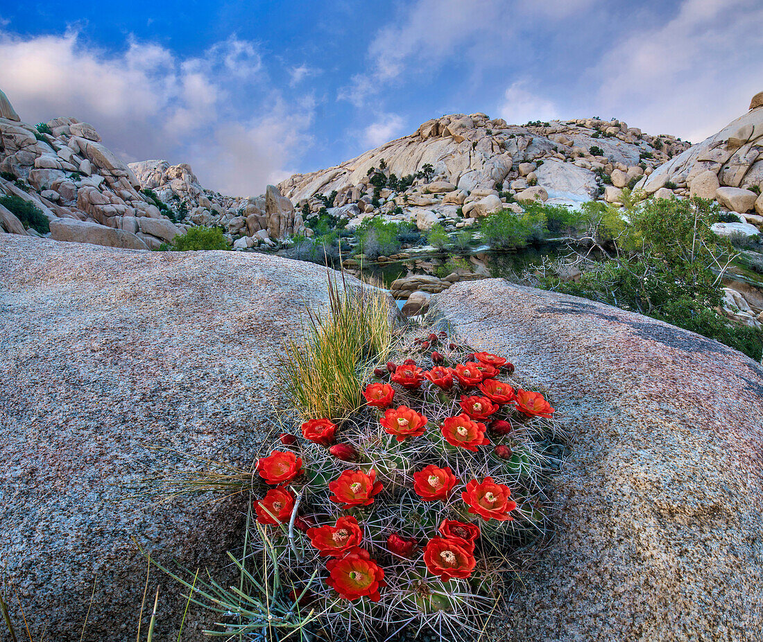 Claret Cup Cactus (Echinocereus triglochidiatus) flowering near Barker Pond Trail, Joshua Tree National Park, California