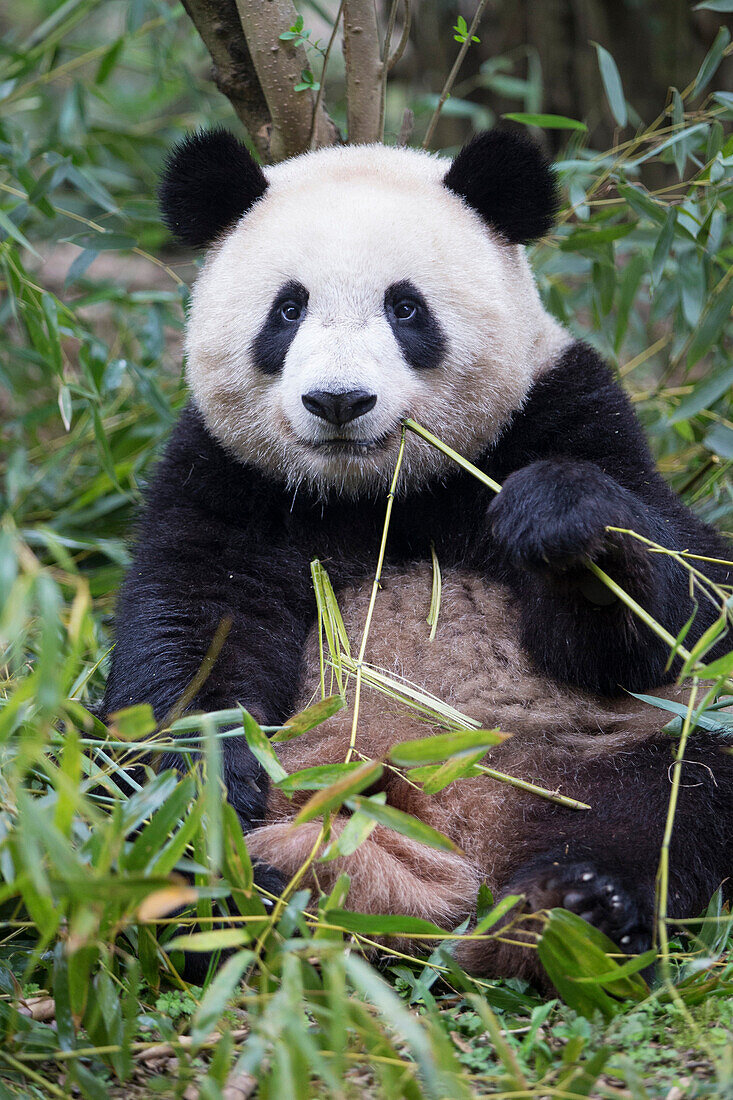 Giant Panda (Ailuropoda melanoleuca) sub-adult feeding on bamboo, Chengdu, China
