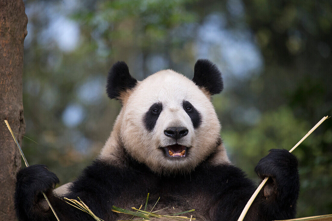 Giant Panda (Ailuropoda melanoleuca) feeding on bamboo, Bifengxia Panda Base, Sichuan, China